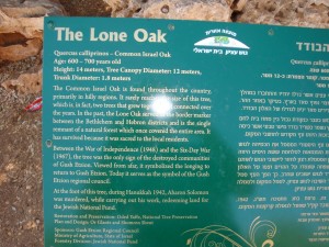 The Lone Oak Sign
